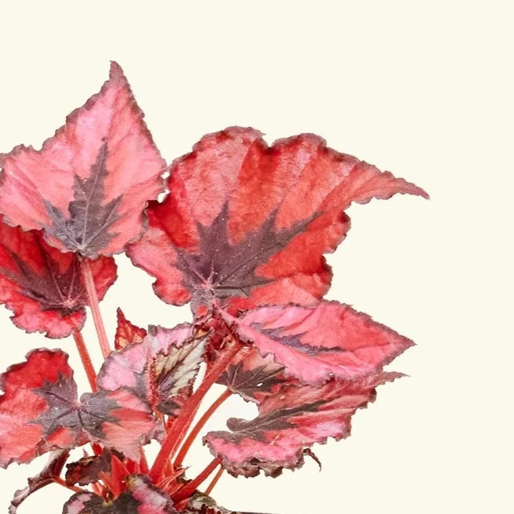 Begonia Rex 'T-Rex Ruby Slippers' - Urban Sprouts
