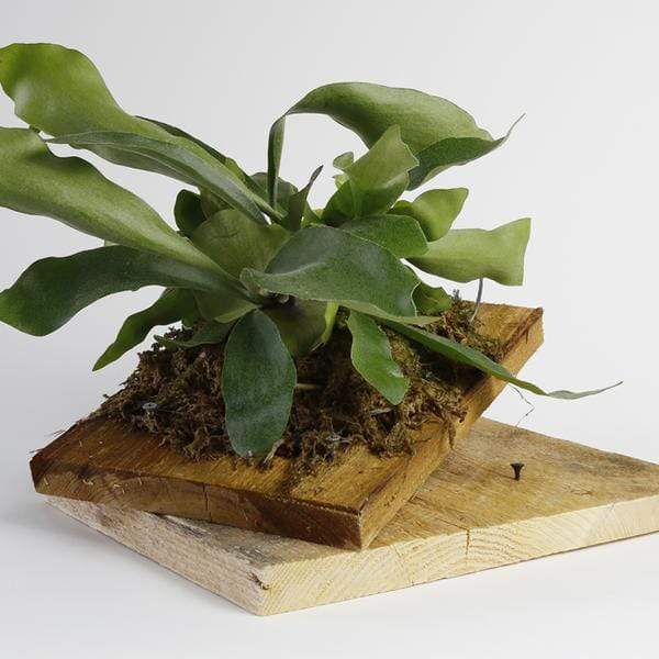 5/18 @ 2:00 PM Mount A Fern Workshop - Urban Sprouts