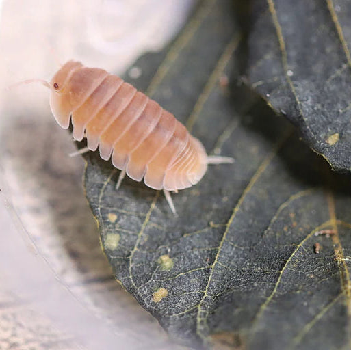 Isopod - Papaya - Urban Sprouts