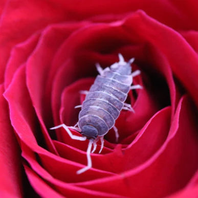 Isopod - Oreo Crumble - Urban Sprouts
