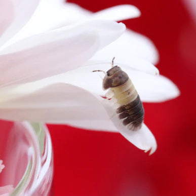 Isopod - Panda King - Urban Sprouts