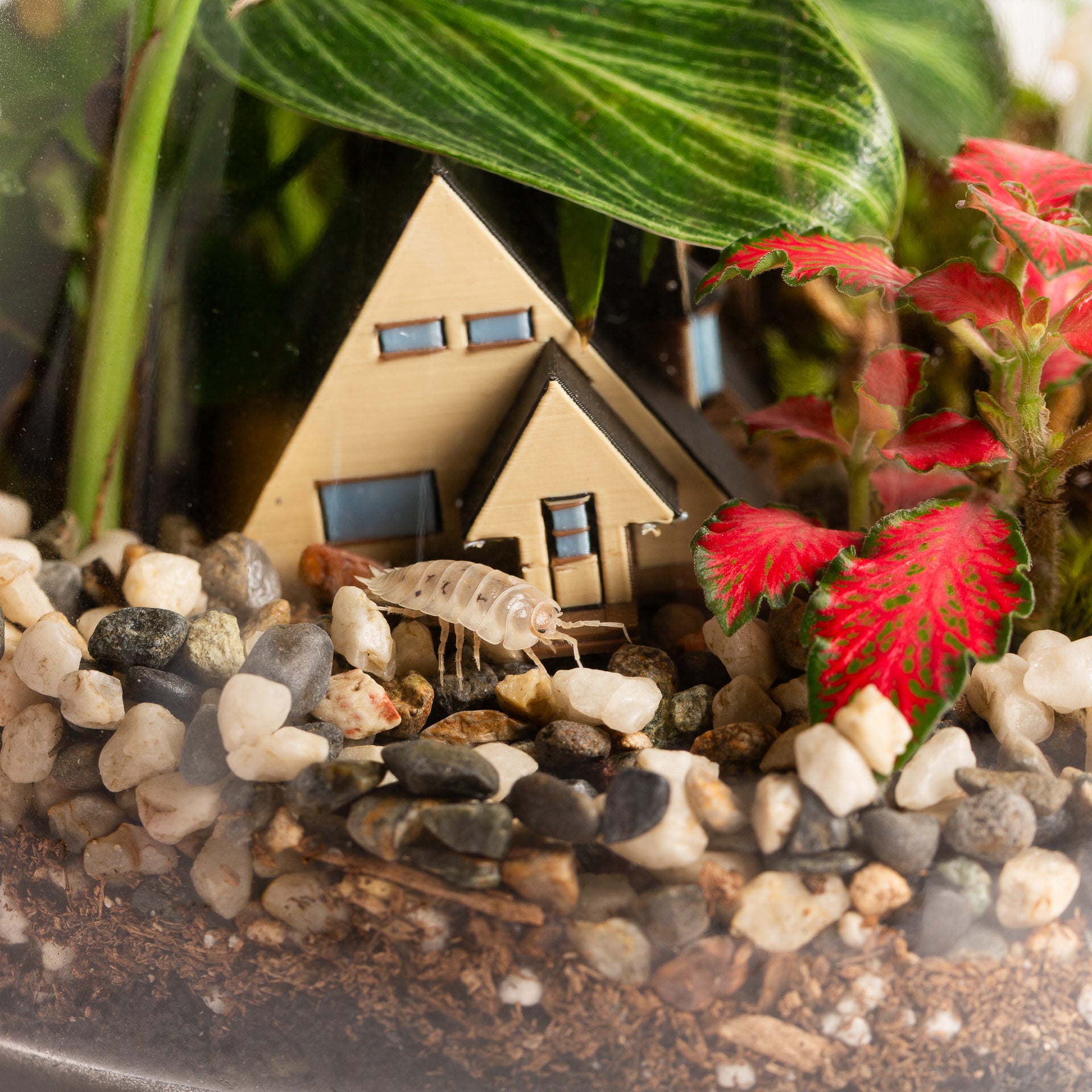 5/31 @ 2:00 Isopod Terrarium Workshop - Urban Sprouts