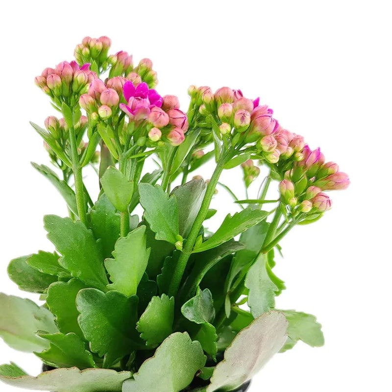 Kalanchoe Flowering - Urban Sprouts