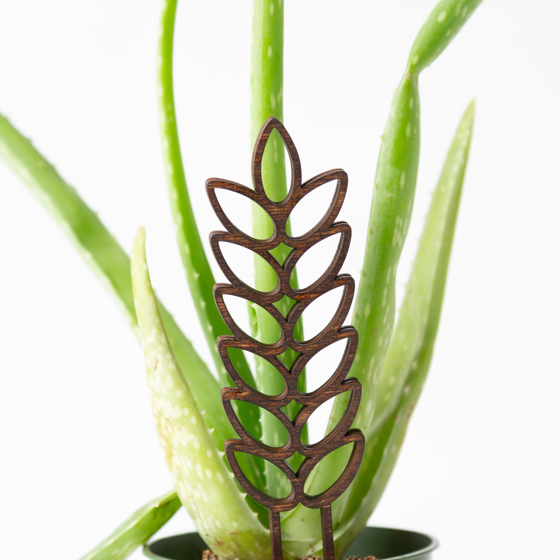 Mini almond shape botanical trellis (6") - Urban Sprouts