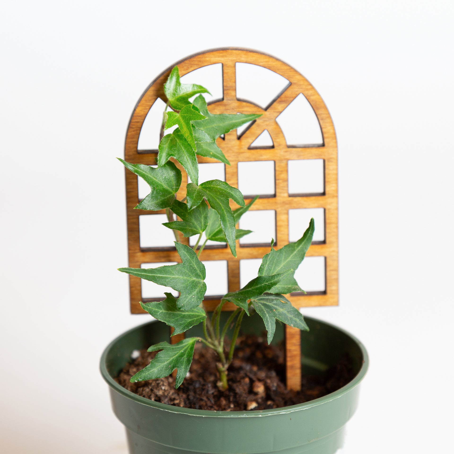 6" Pine Mini Windowpane Trellis - Urban Sprouts