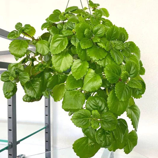 Swedish Ivy 'Trailing Plectranthus' 6" - Urban Sprouts