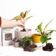 TEMPLATE // Repot Your Plants! Open House - Urban Sprouts