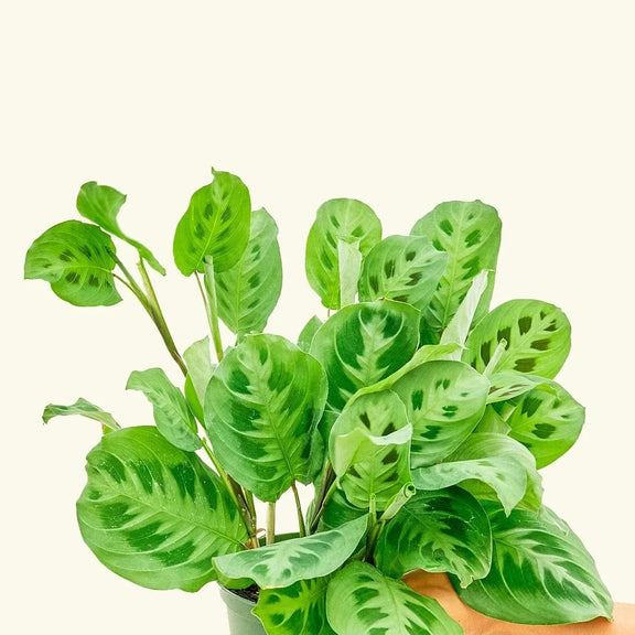 Prayer Plant 'Green' 8" - Urban Sprouts