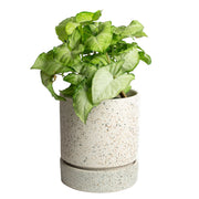 6.75" Cream Tall Nisha Planter Set - Urban Sprouts