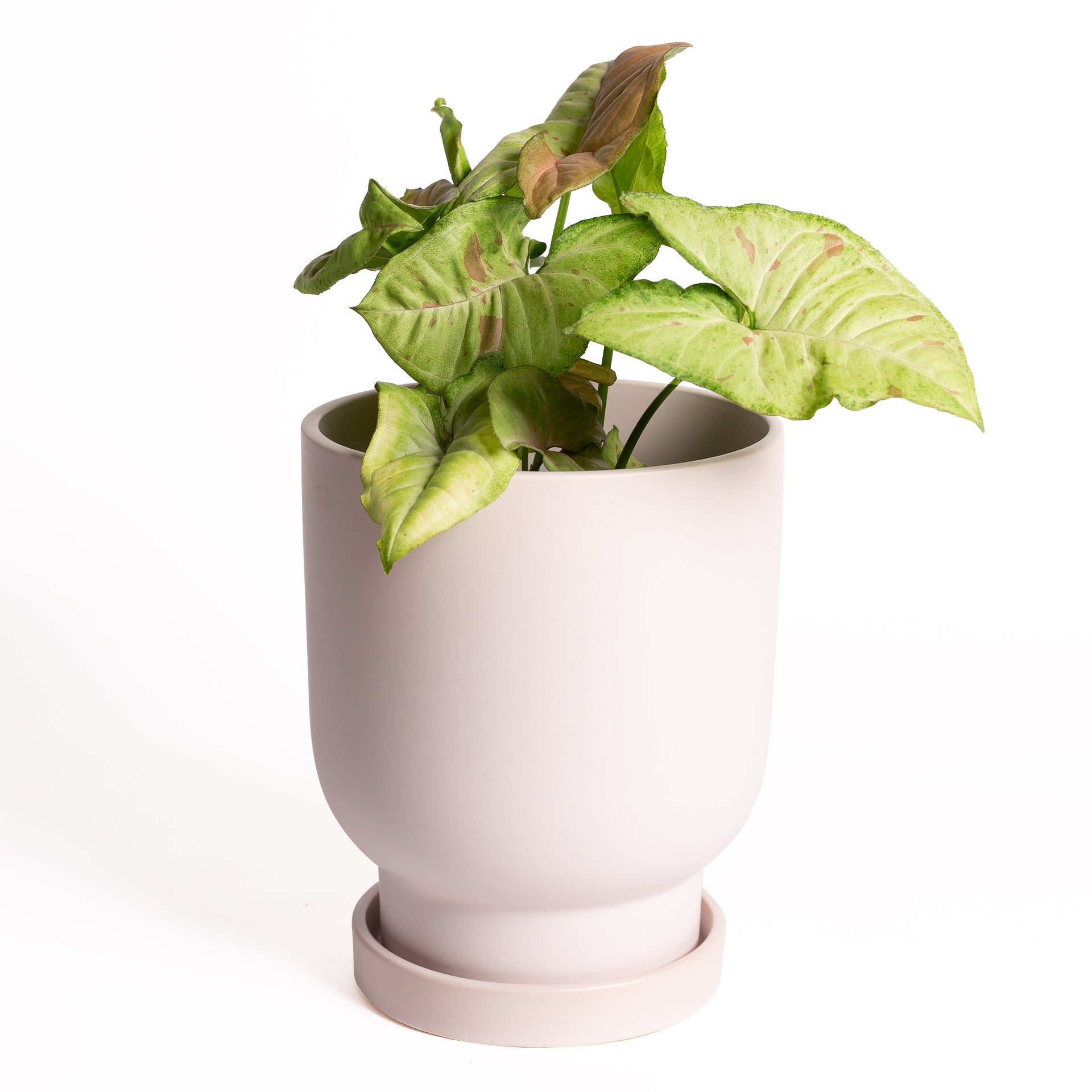 7" Lavender Tall Chalice Planter Set - Urban Sprouts