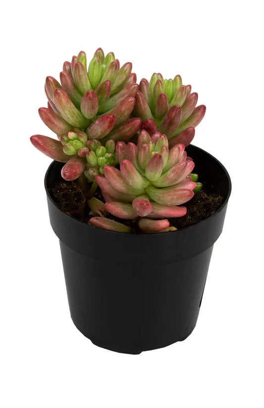 Succulent 'Jelly Bean - Aurora’ 2.5"