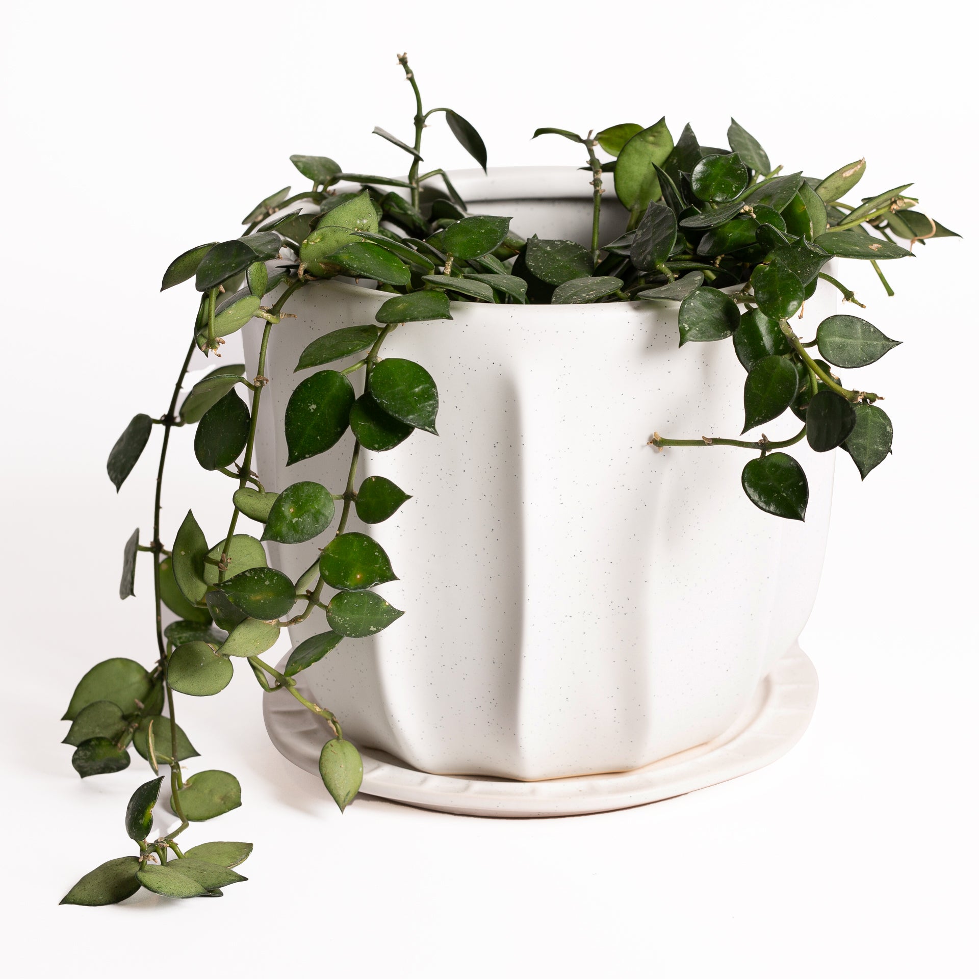 7.5" White Urchin Planter Set - Urban Sprouts