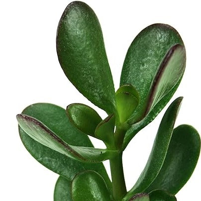 Succulent 'Jade' 4" - Urban Sprouts