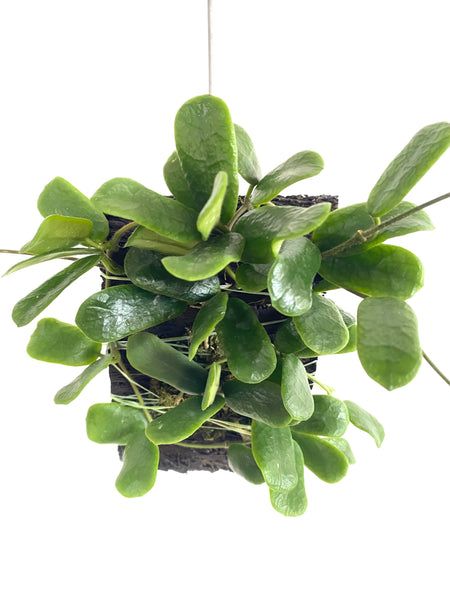 Hoya 'Rotundifolia' - Urban Sprouts