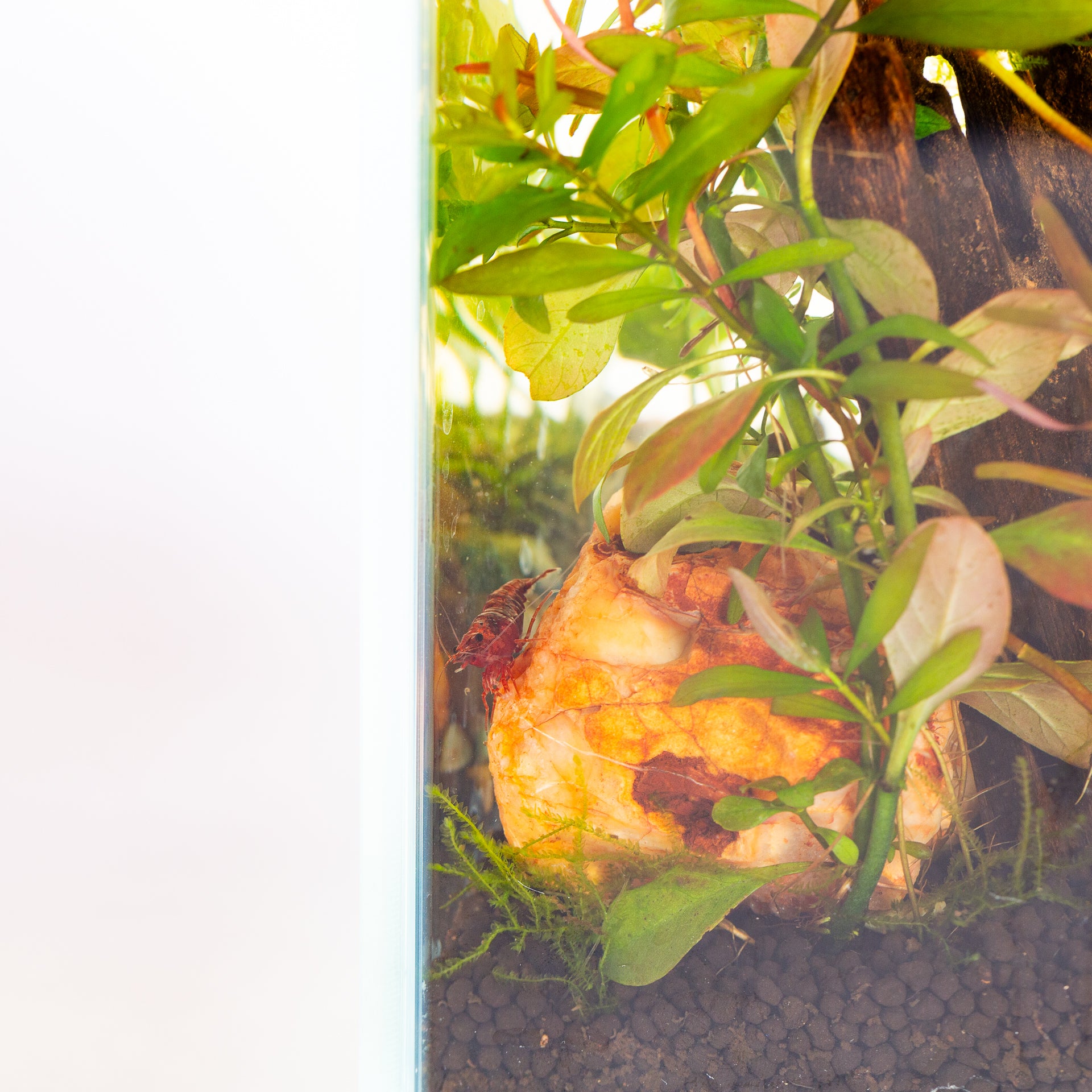 9/6 @ 2:00 Shrimp Aquarium Workshop - Urban Sprouts