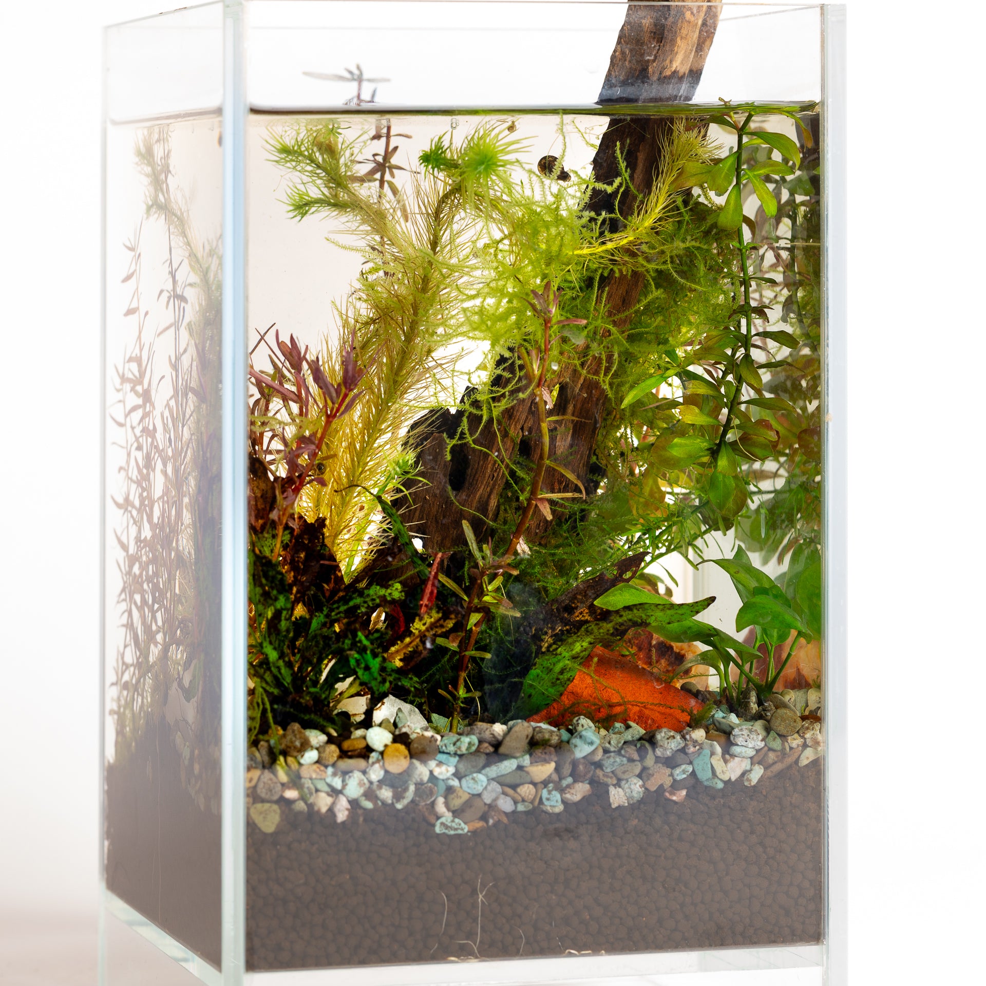 9/6 @ 2:00 Shrimp Aquarium Workshop - Urban Sprouts