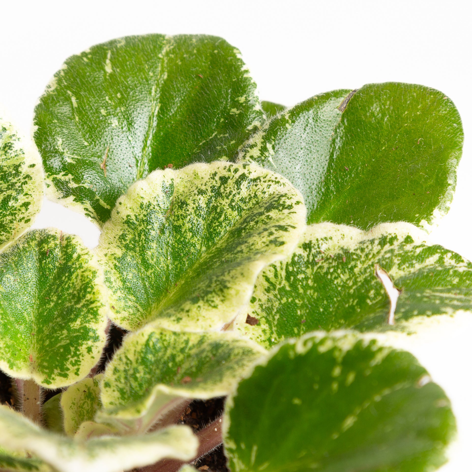 African Violet 'Variegated' 4" - Urban Sprouts