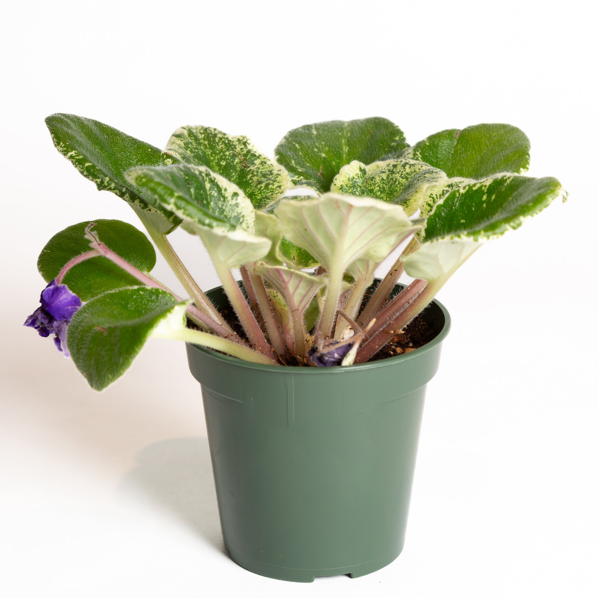 African Violet 'Variegated' 4" - Urban Sprouts