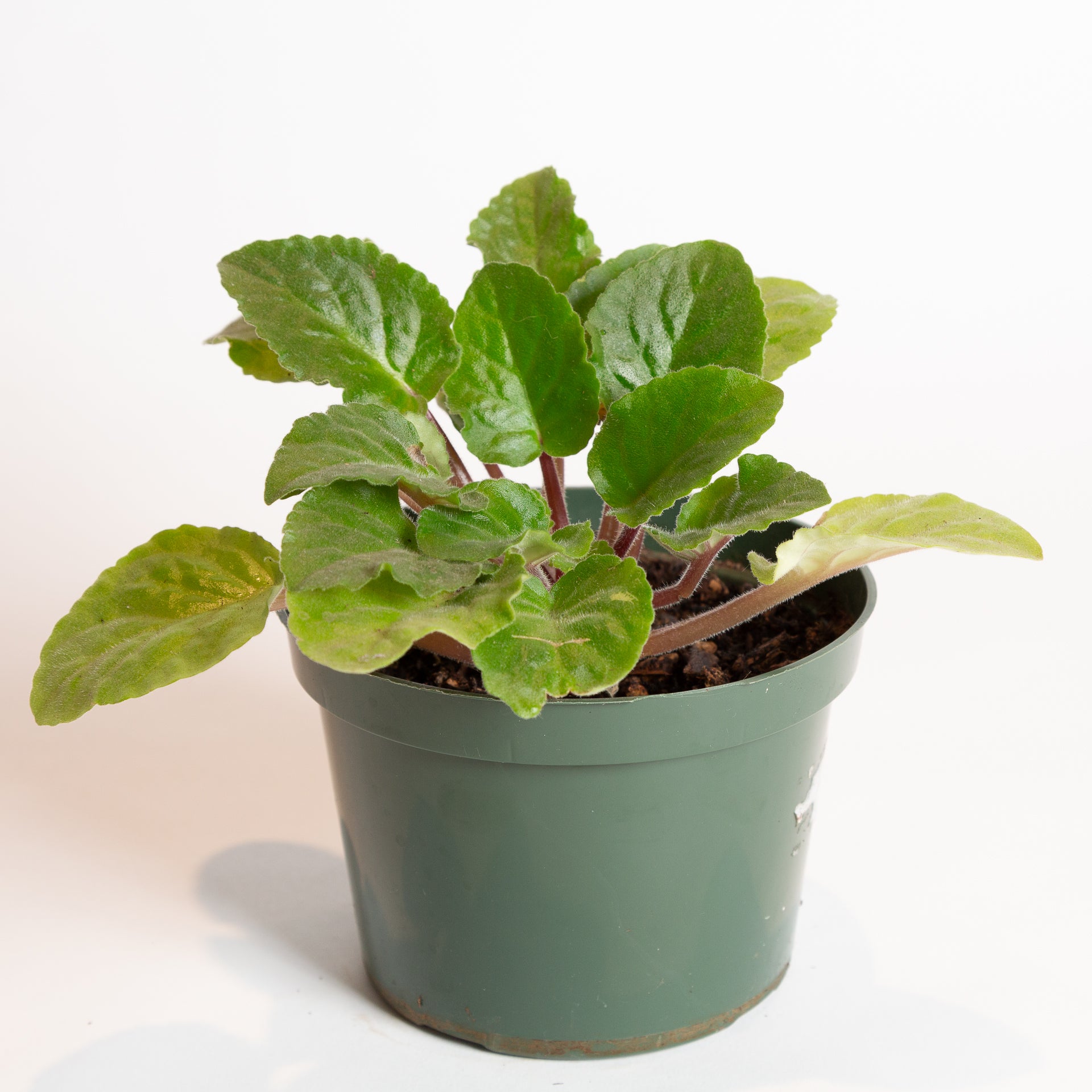 African Violet 6" - Urban Sprouts
