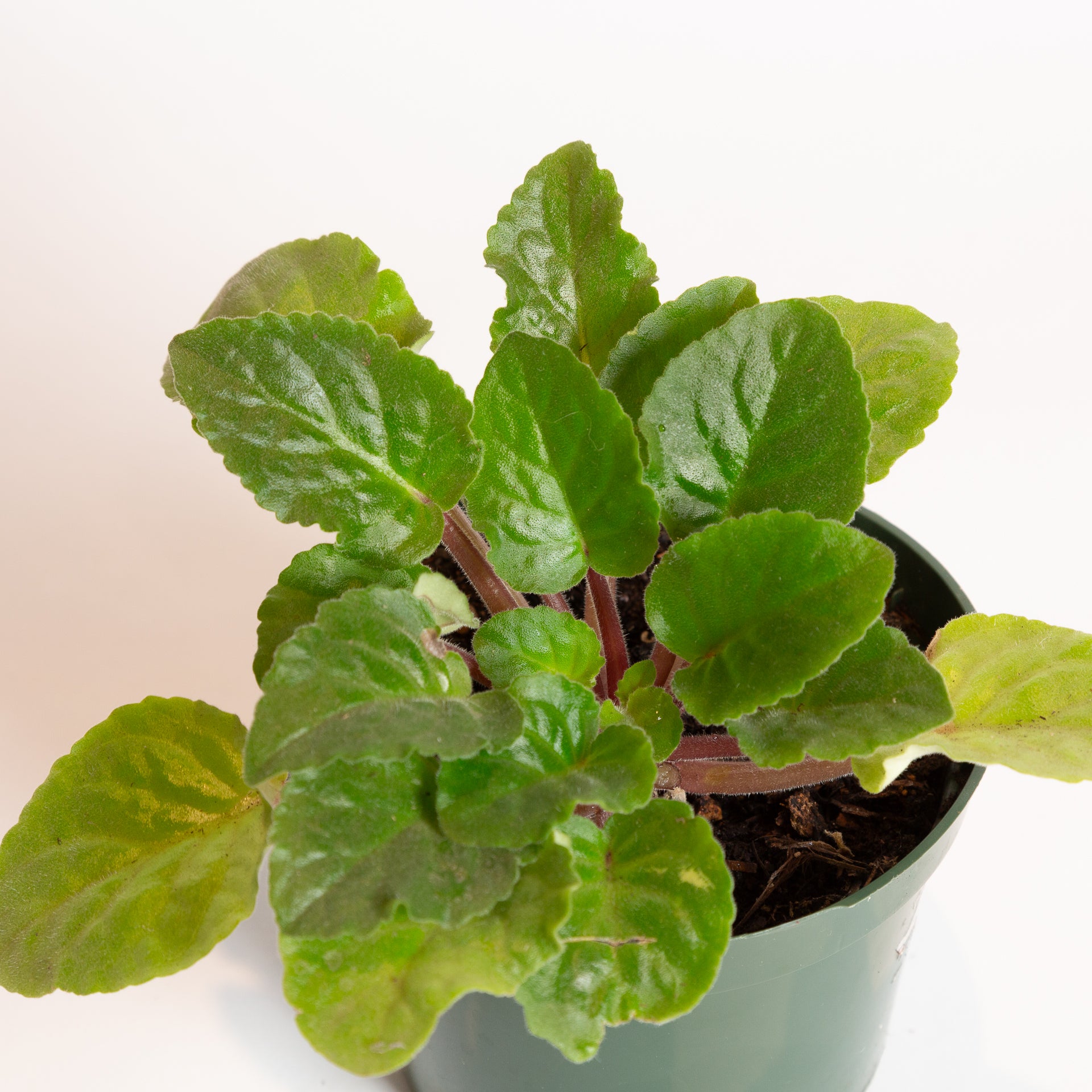African Violet 6" - Urban Sprouts