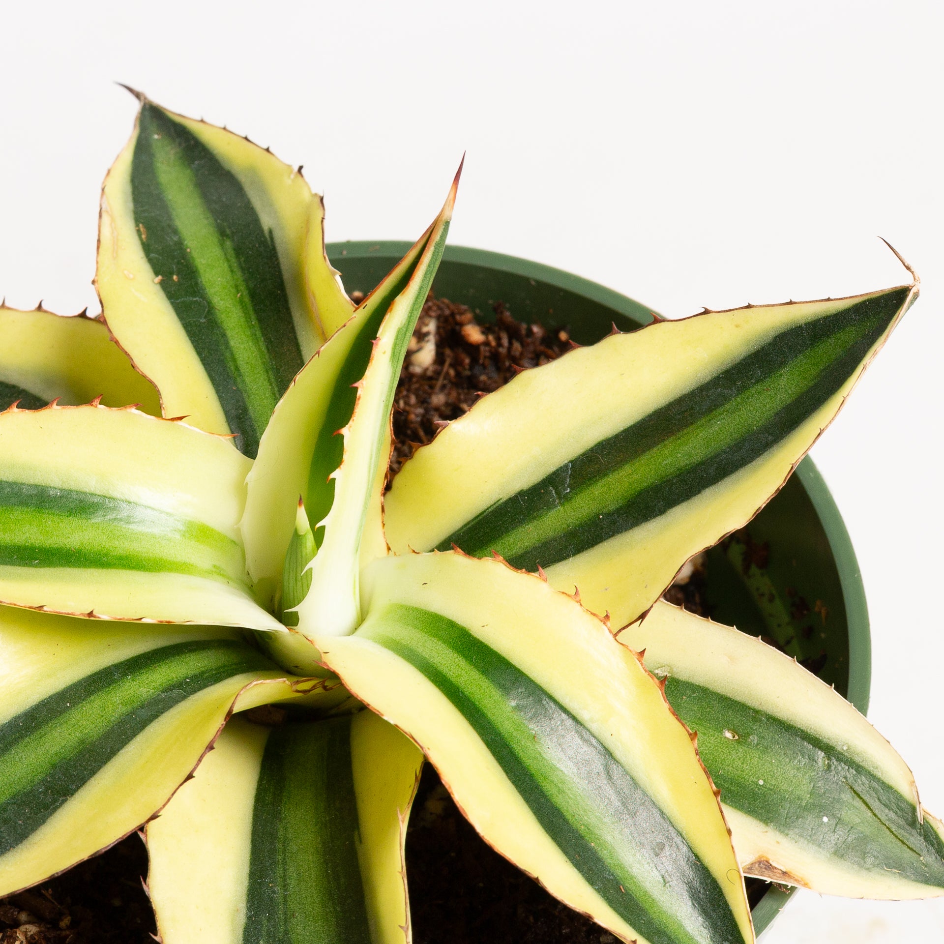 Agave 'Century Plant - Super White' 4" - Urban Sprouts