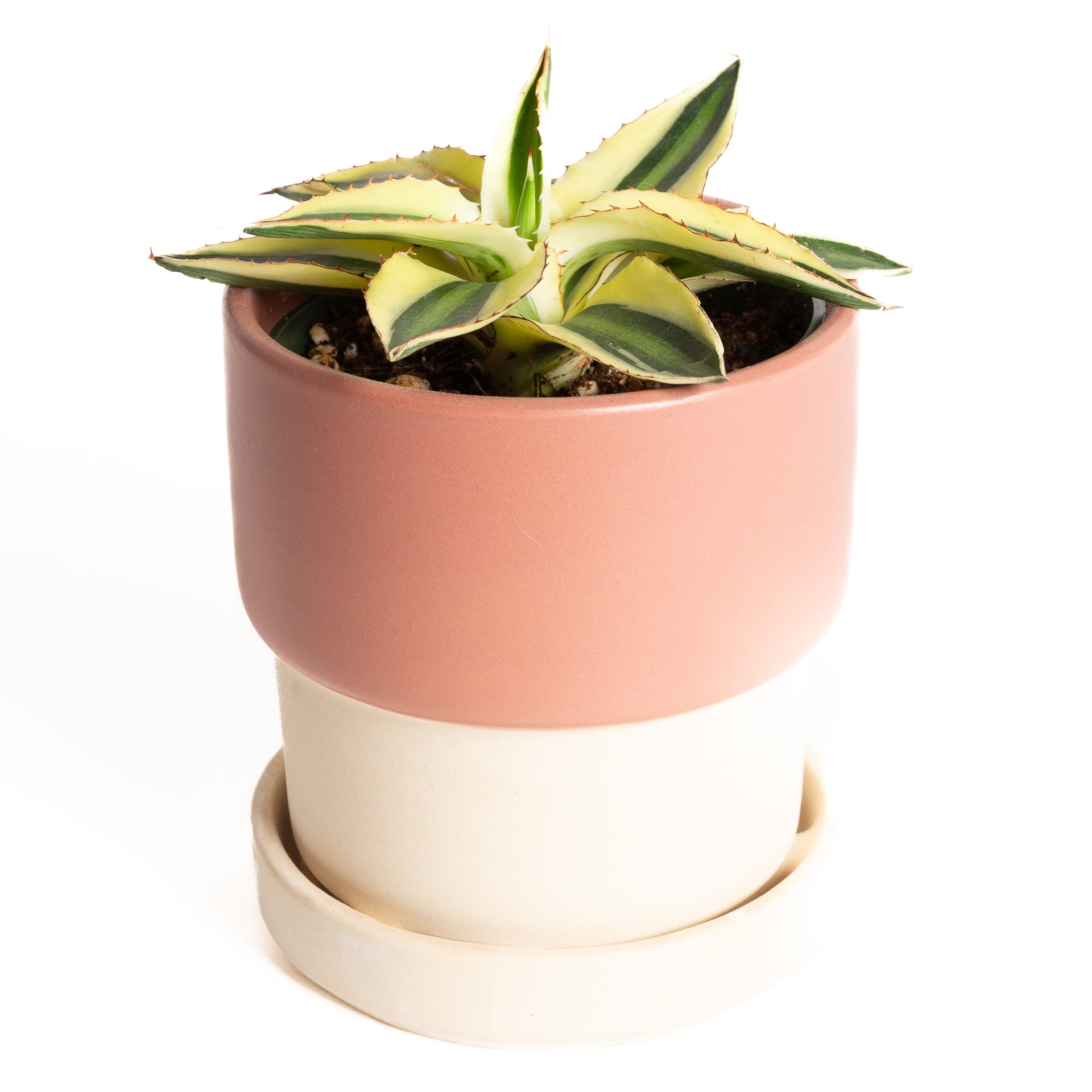 Agave 'Century Plant - Super White' 4" - Urban Sprouts