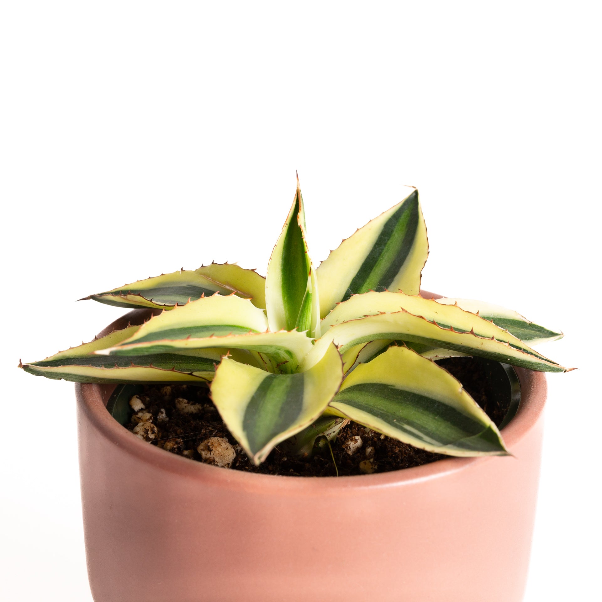century plant indoors Agave 'Century Plant
