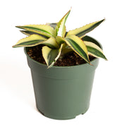Agave 'Century Plant - Super White' 4" - Urban Sprouts