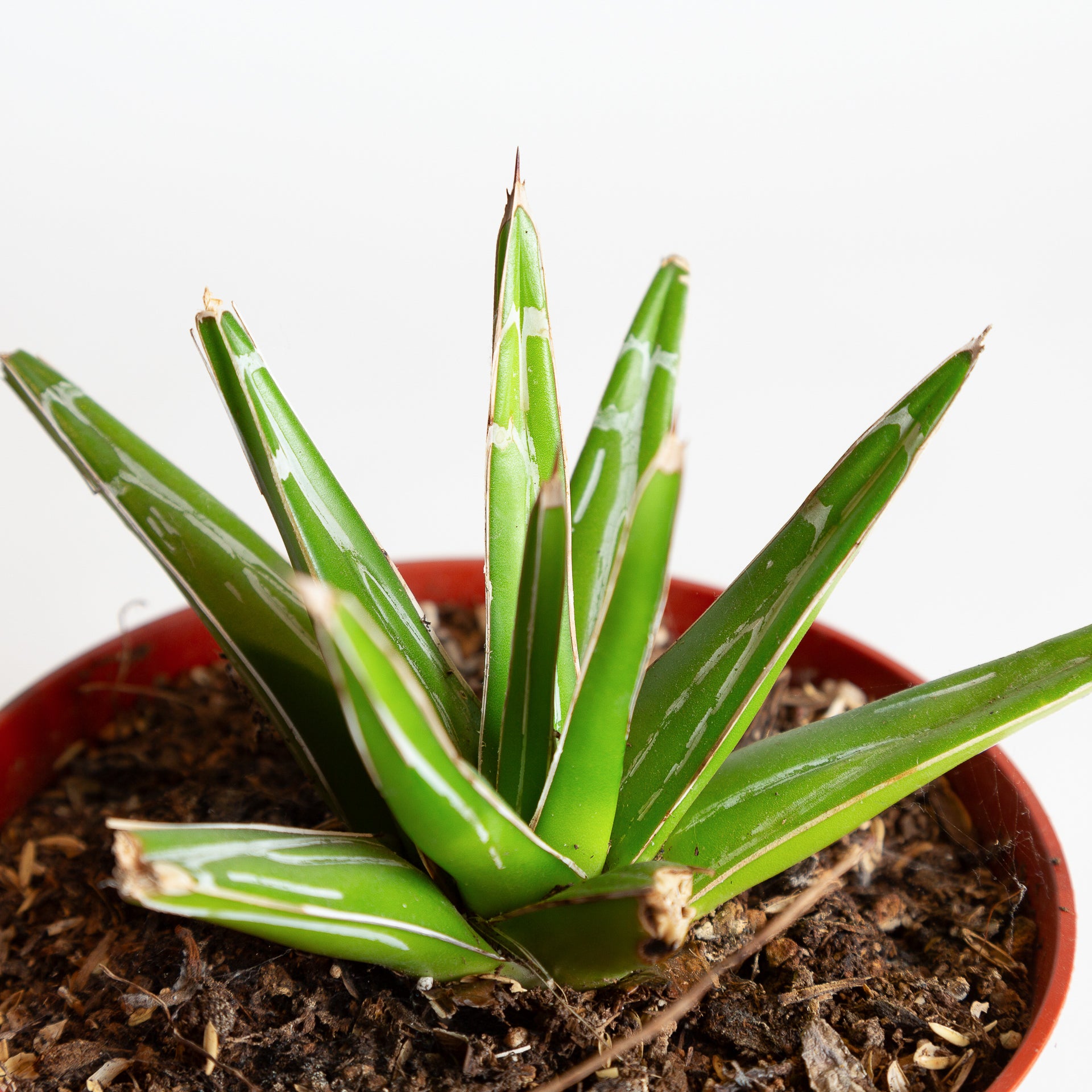 Agave 'Queen Victoria' 6" - Urban Sprouts