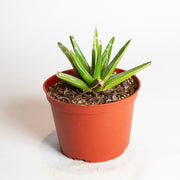 Agave 'Queen Victoria' 6" - Urban Sprouts