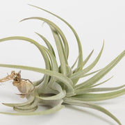 Air Plant 'Aeranthos' 3-4" - Urban Sprouts