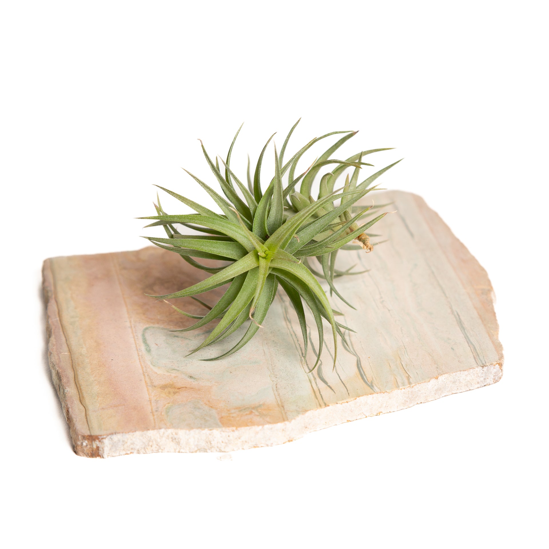 Air Plant 'Aeranthos - Bronze' 2-3" - Urban Sprouts