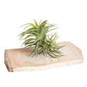 Air Plant 'Aeranthos - Bronze' 2-3" - Urban Sprouts