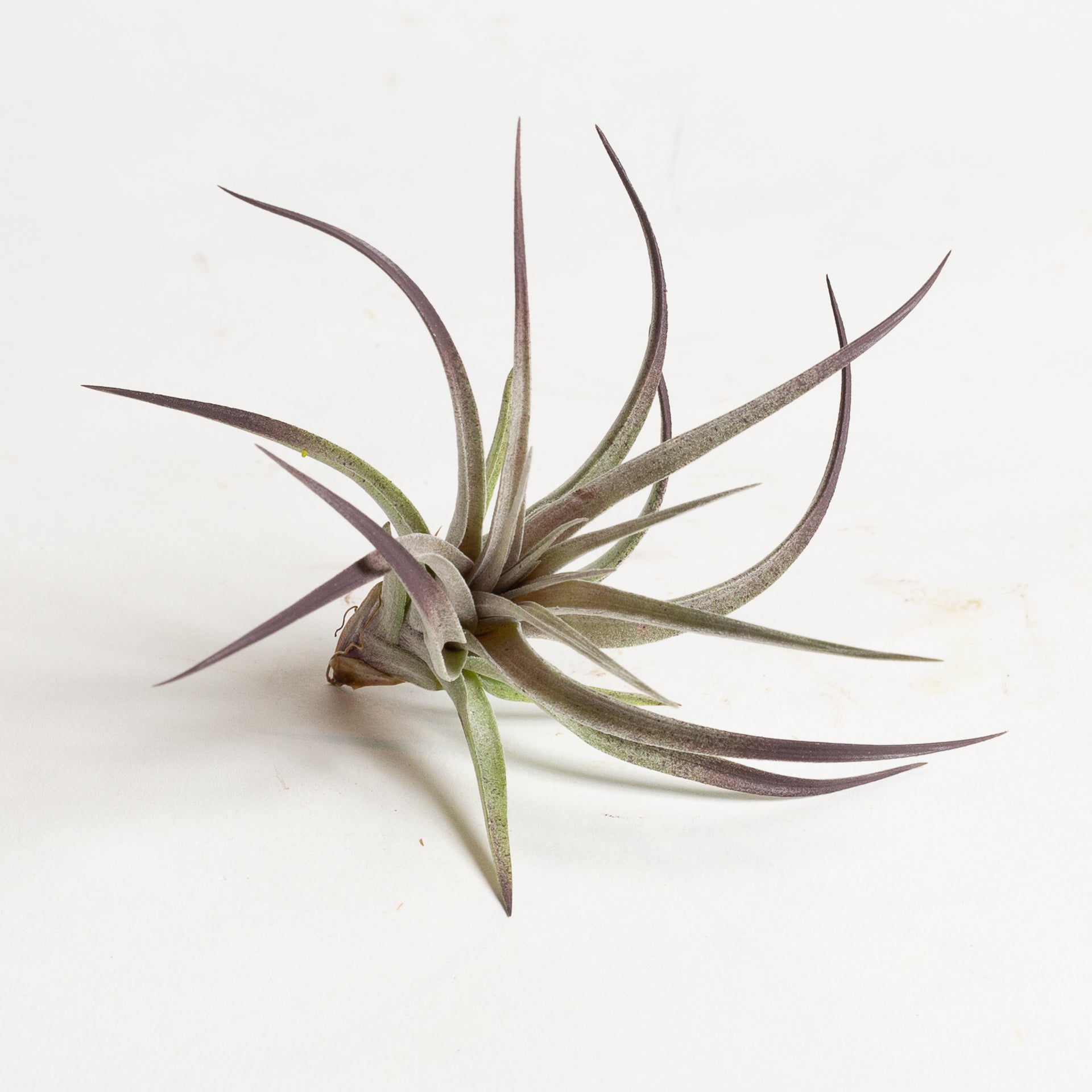 Air Plant 'Aeranthos - Negra' 4-5" - Urban Sprouts