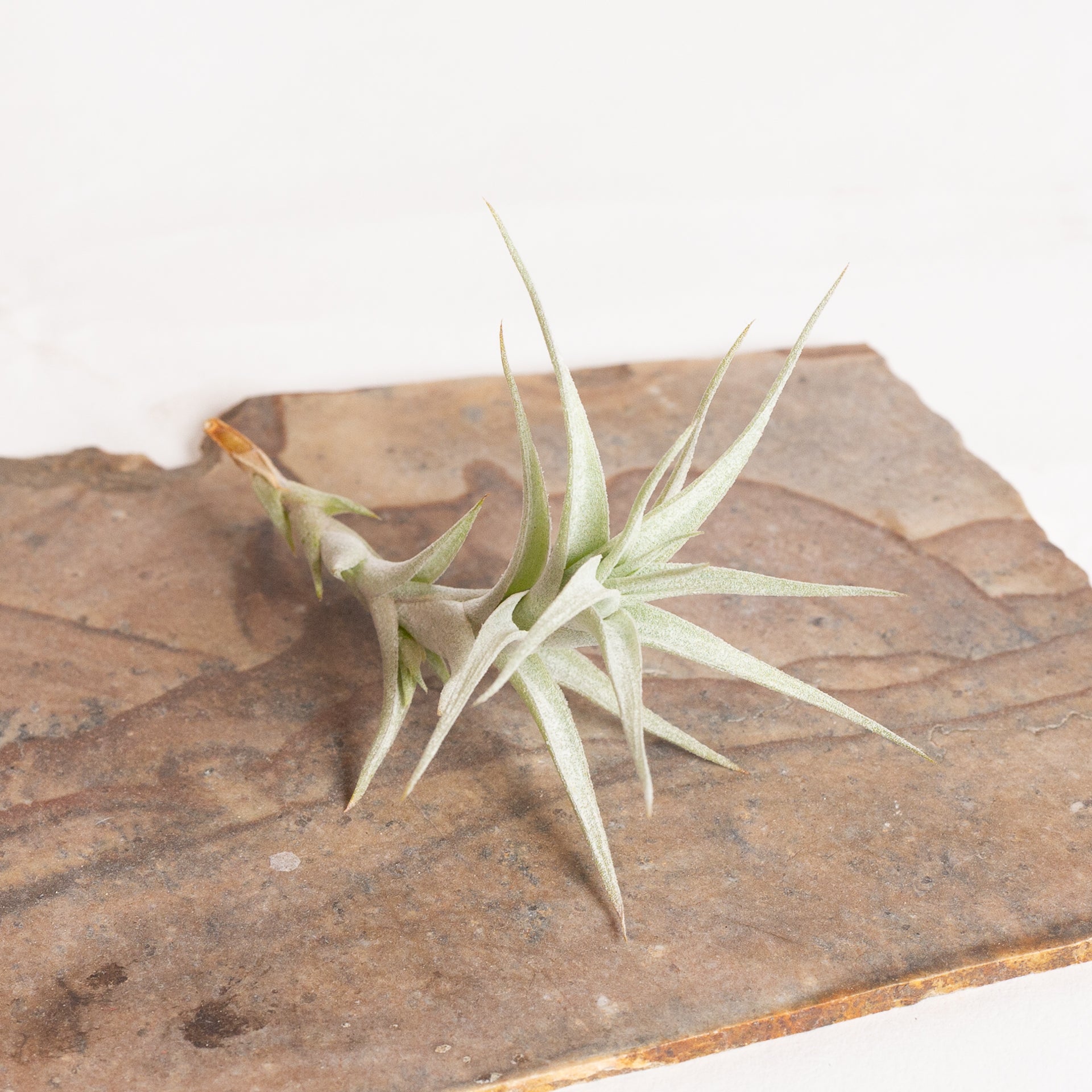 Air Plant 'Albida Minor' 3-4” - Urban Sprouts