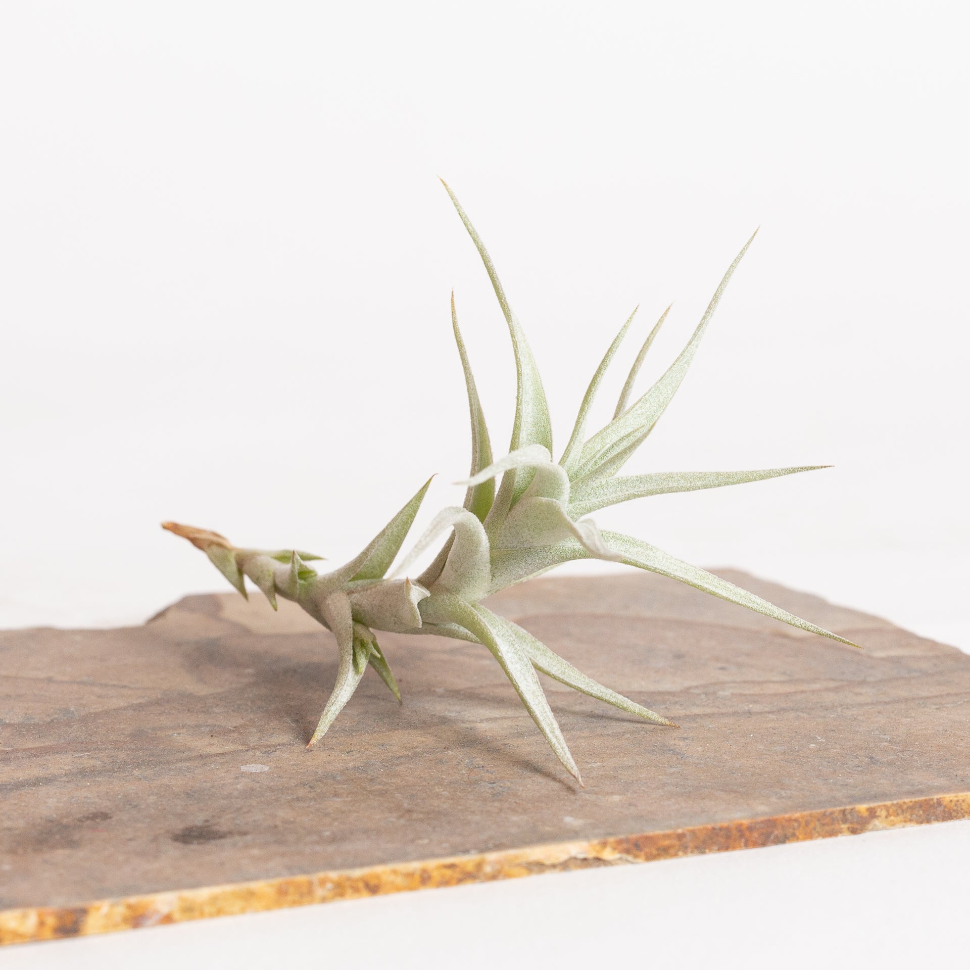 Air Plant 'Albida Minor' 3-4” - Urban Sprouts