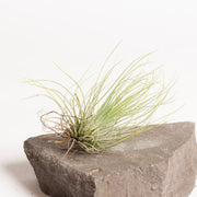 Air Plant 'Andreana' 2-3"