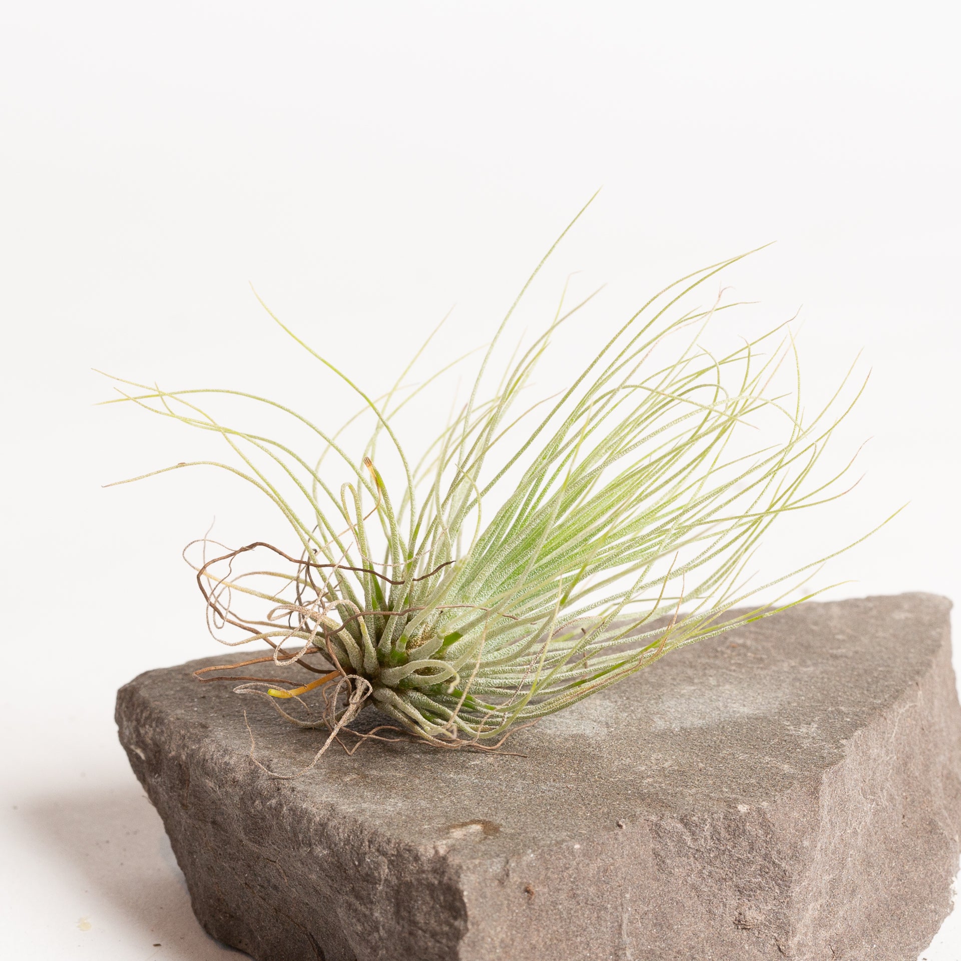 Air Plant 'Andreana' 2-3"