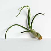 Air Plant 'Baileyi' 6-8" - Urban Sprouts