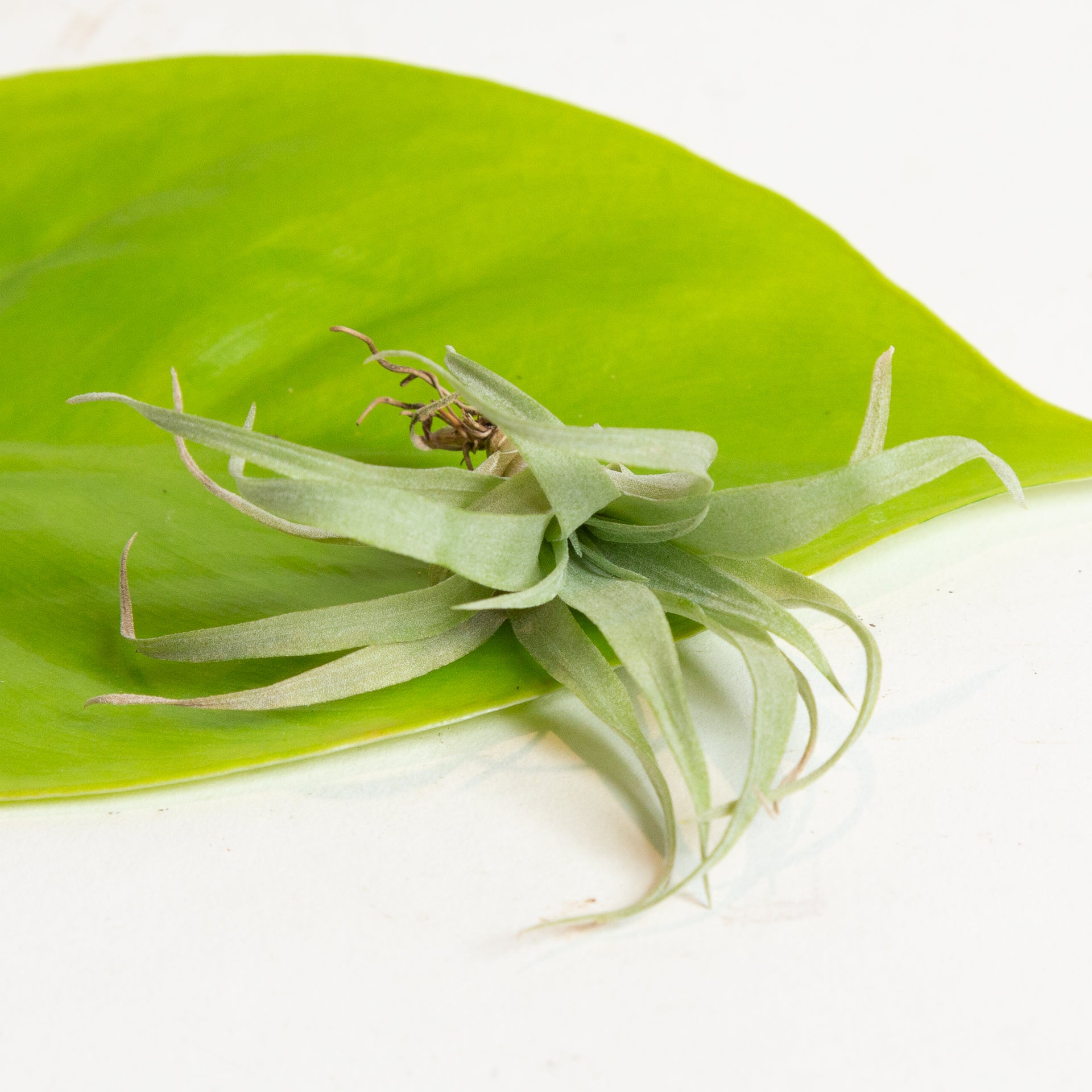 Air Plant 'Brachycaulos' 2-3" - Urban Sprouts
