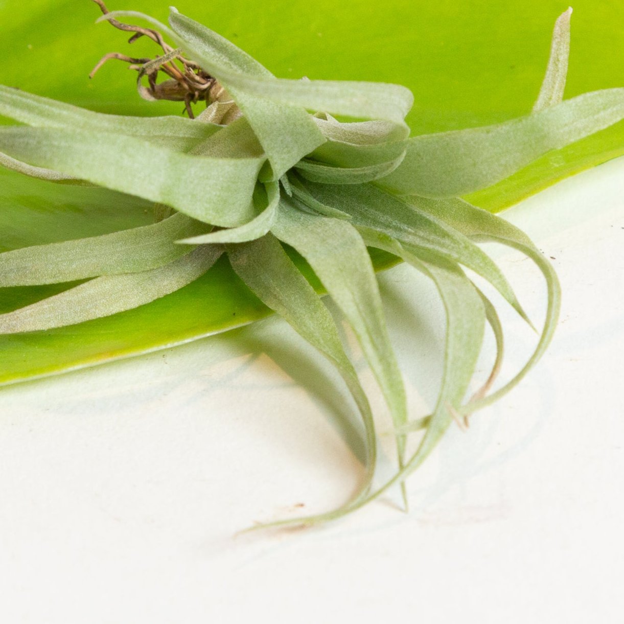 Air Plant 'Brachycaulos' 2-3" - Urban Sprouts