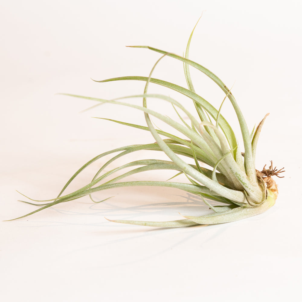 Air Plant 'Brachycaulos' 3-4" - Urban Sprouts