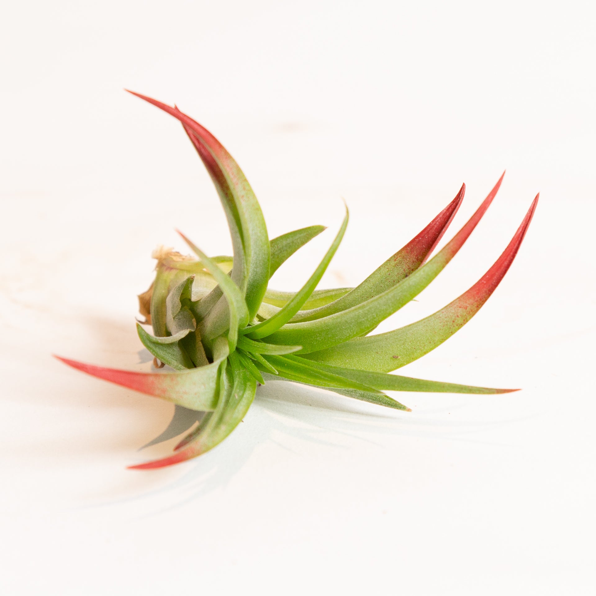 red abdita air plant Air Plant 'Brachycaulos