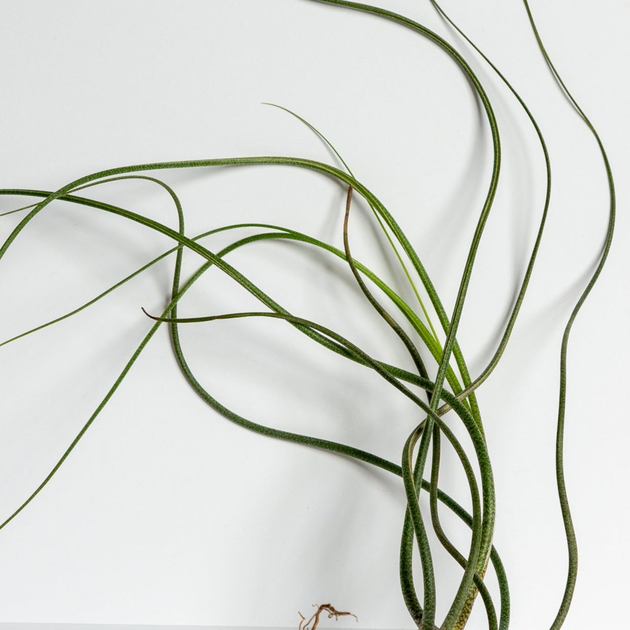 Air Plant 'Butzii' 7-10" - Urban Sprouts