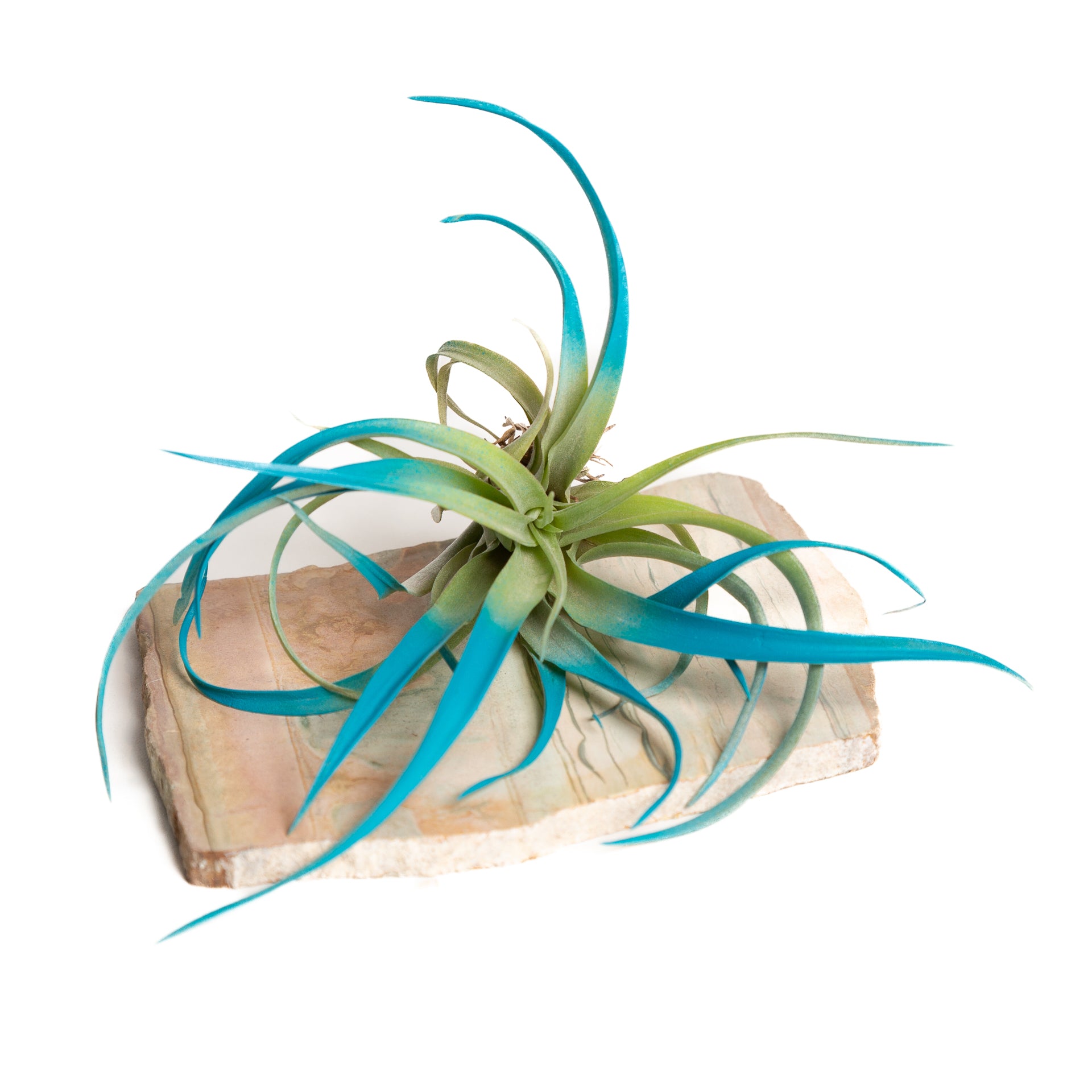 Air Plant 'Capitata - Blue Raspberry ' 3-4" - Urban Sprouts
