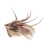 Air Plant 'Capitata - Maroon' 9-10" - Urban Sprouts