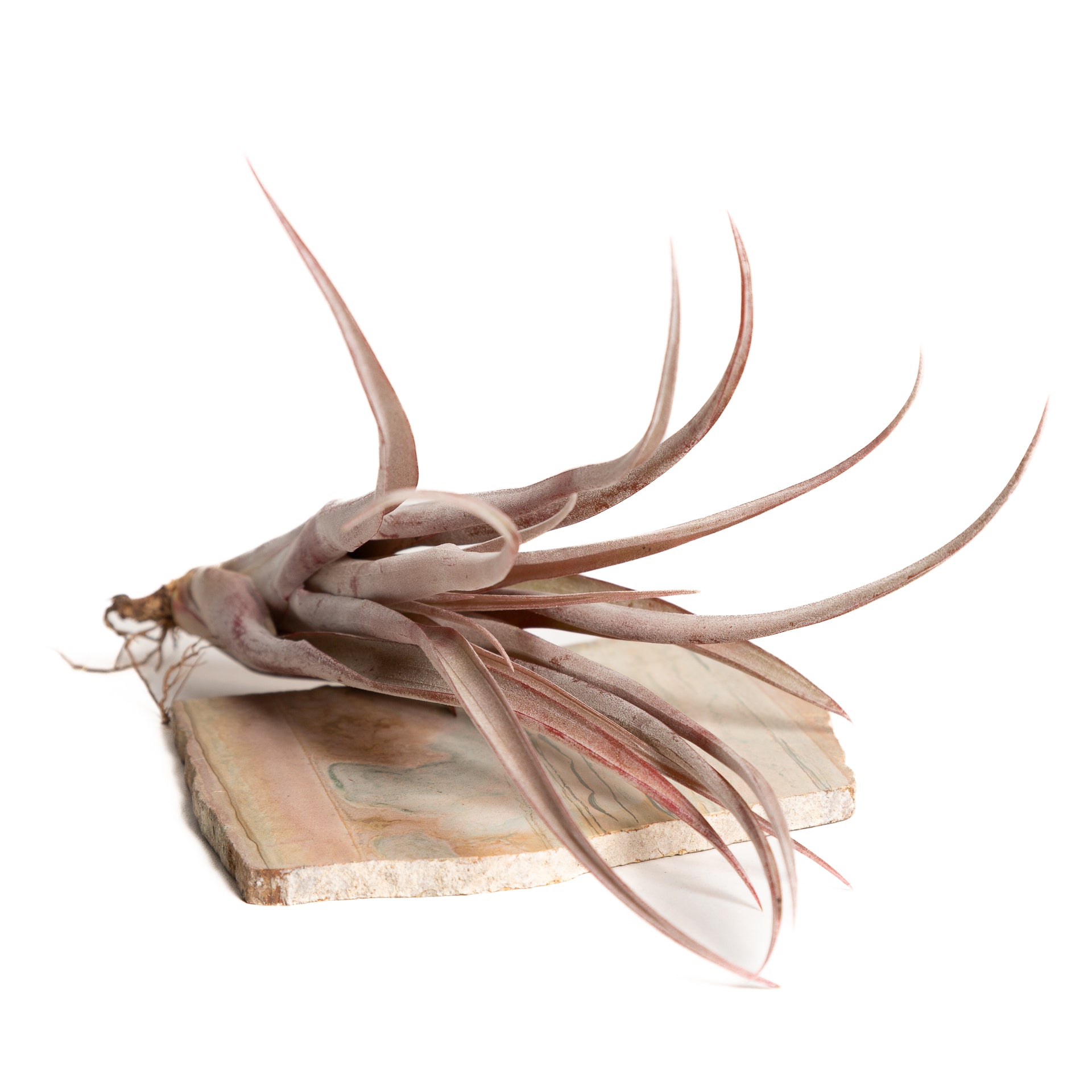 Air Plant 'Capitata - Maroon' 9-10" - Urban Sprouts