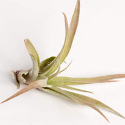 Urban Sprouts Plant Tillandsia Capitata