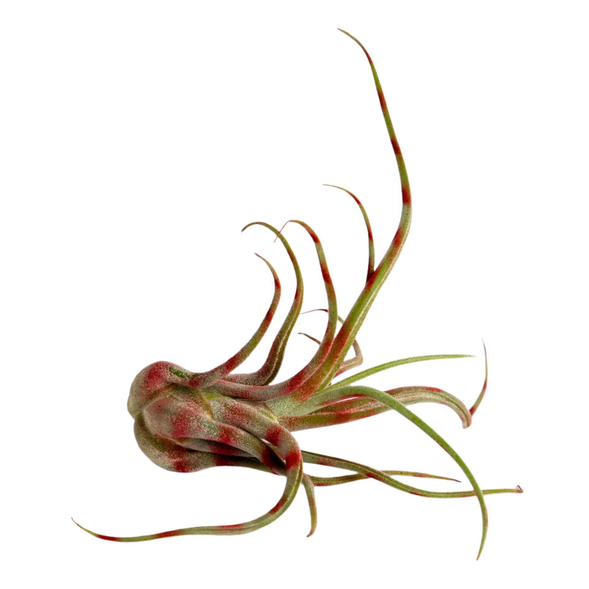 Air Plant Tillandsia caput-medusae 4-5" Red Stripe - Urban Sprouts