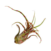Air Plant Tillandsia caput-medusae 4-5" Red Stripe - Urban Sprouts